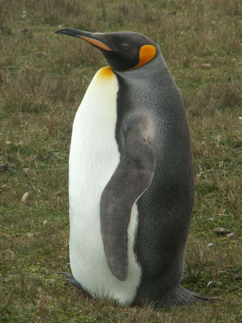 538