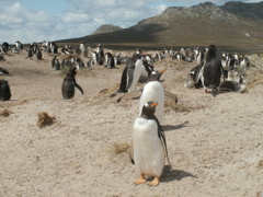 PICT0520