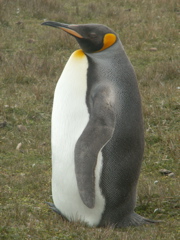 538