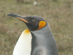 539