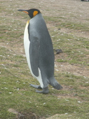 PICT0035_1