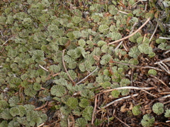 PICT0305